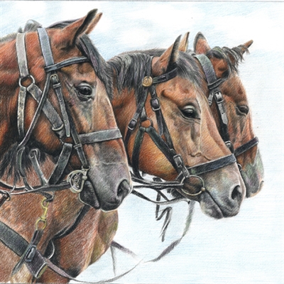 Hand Drawn Color Pencil Portrait of 3 Brown Horses from Photo,by myDaVinci - myDaVinci